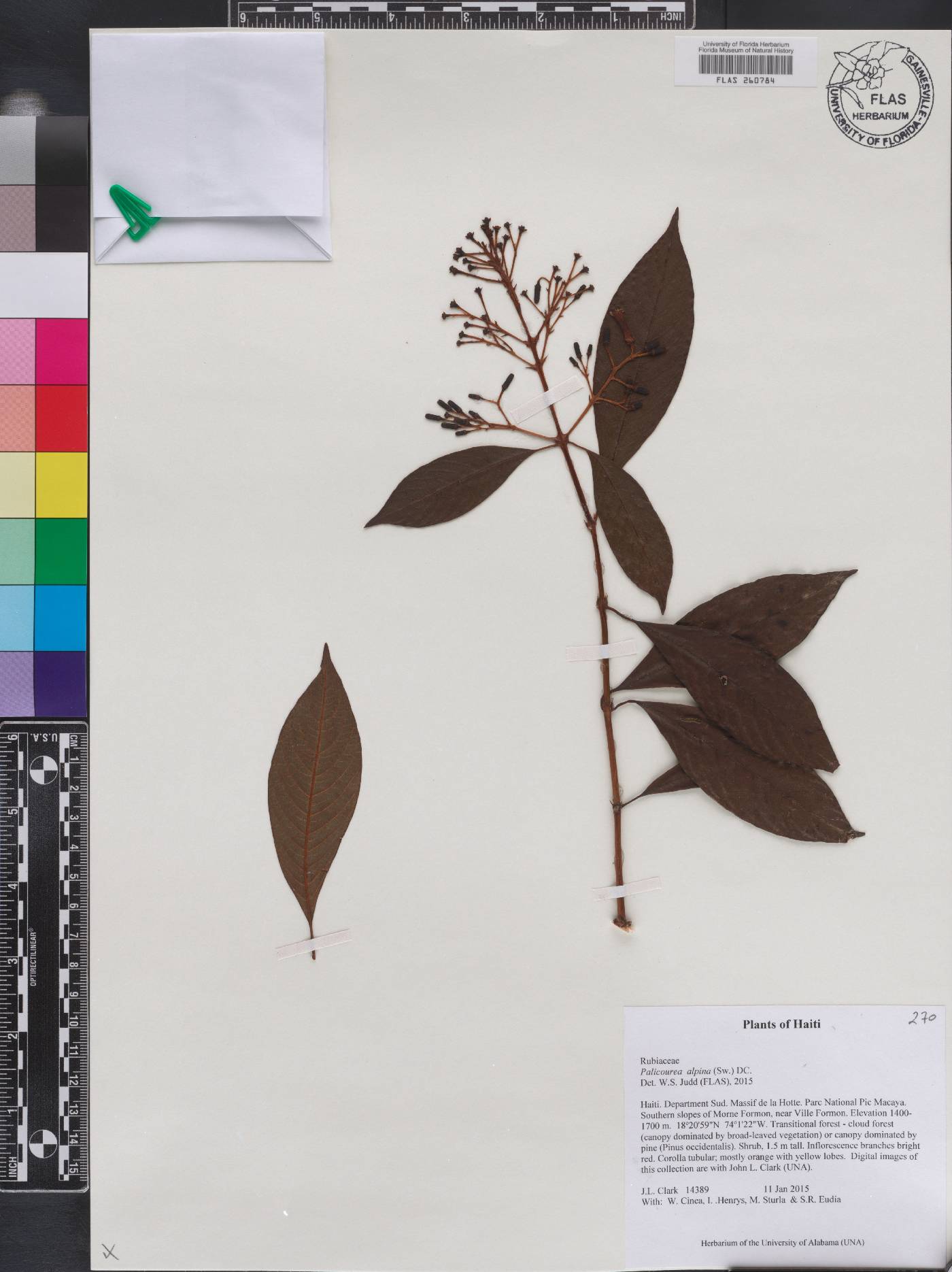 Palicourea alpina image