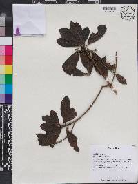 Rondeletia christii image