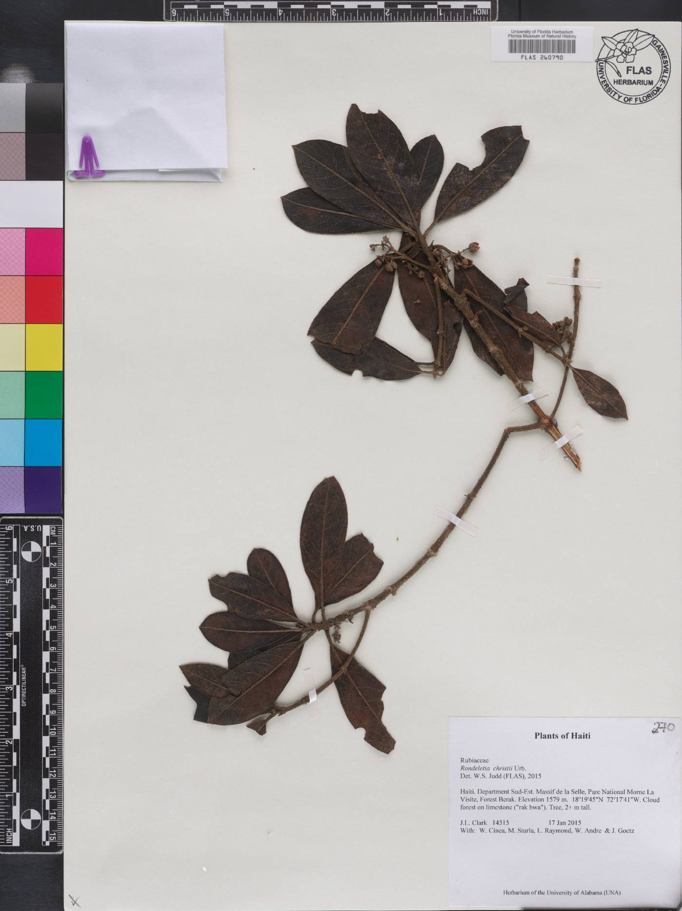 Rondeletia christii image