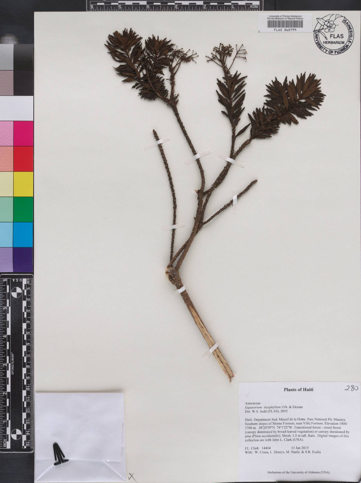 Koanophyllon iteophyllum image