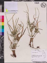 Cyperus hyalinus image