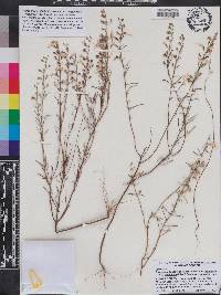 Dicerandra linearifolia var. linearifolia image