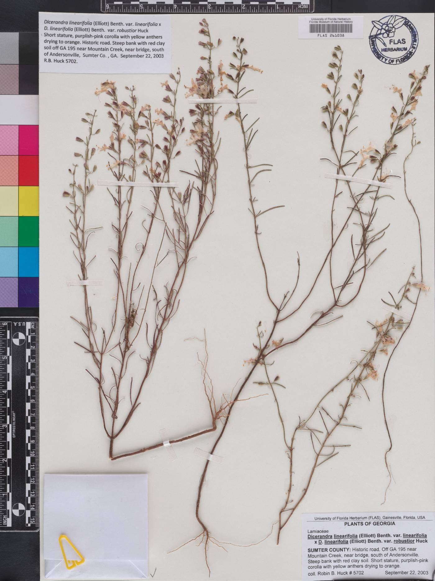 Dicerandra linearifolia image