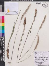 Imperata cylindrica image