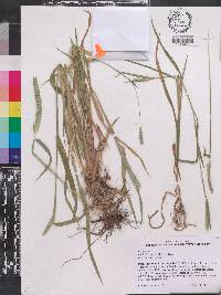 Phalaris angusta image