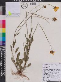 Coreopsis lanceolata image