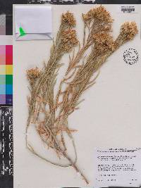 Ericameria nauseosa var. salicifolia image