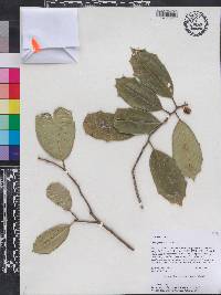 Ilex opaca var. opaca image