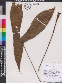 Cyrtosperma macrotum image