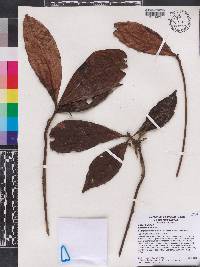 Fittingia tubiflora image