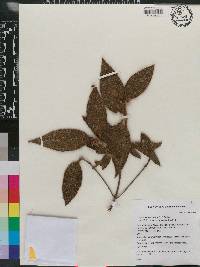 Miconia jashaferi image