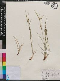 Carex corrugata image