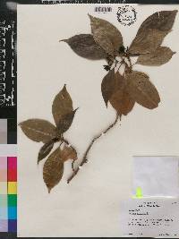 Rudgea citrifolia image