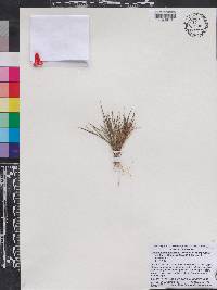 Dichanthelium chamaelonche subsp. breve image