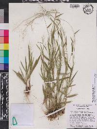 Panicum ensifolium image