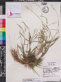 Panicum ensifolium image