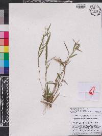 Panicum ensifolium image