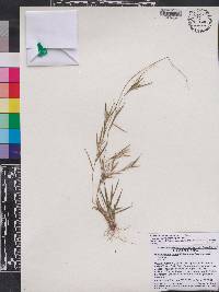 Panicum ensifolium image