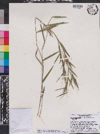 Panicum portoricense image