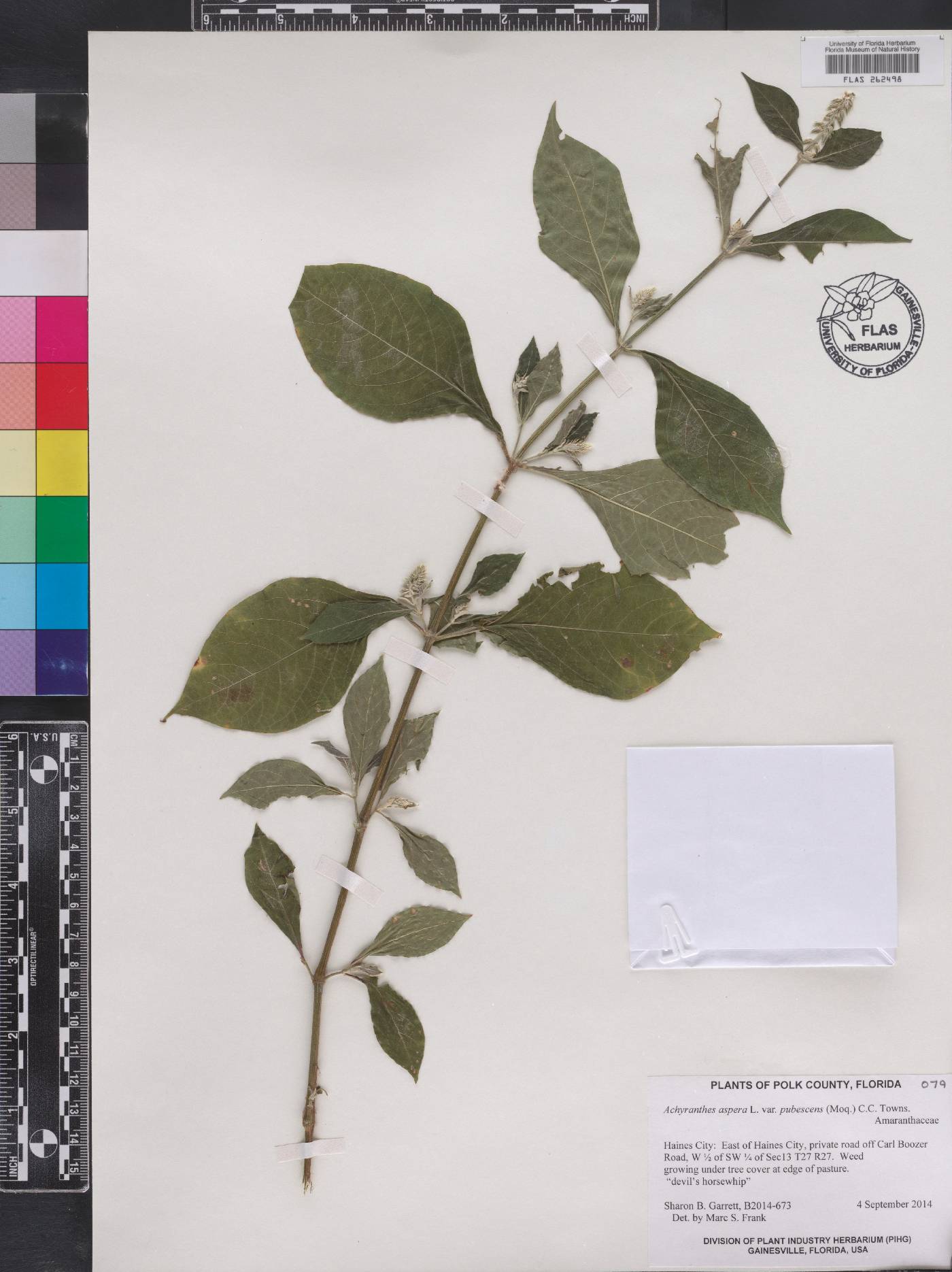 Achyranthes aspera var. pubescens image