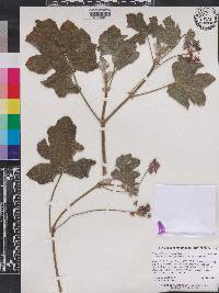 Pelargonium tomentosum image