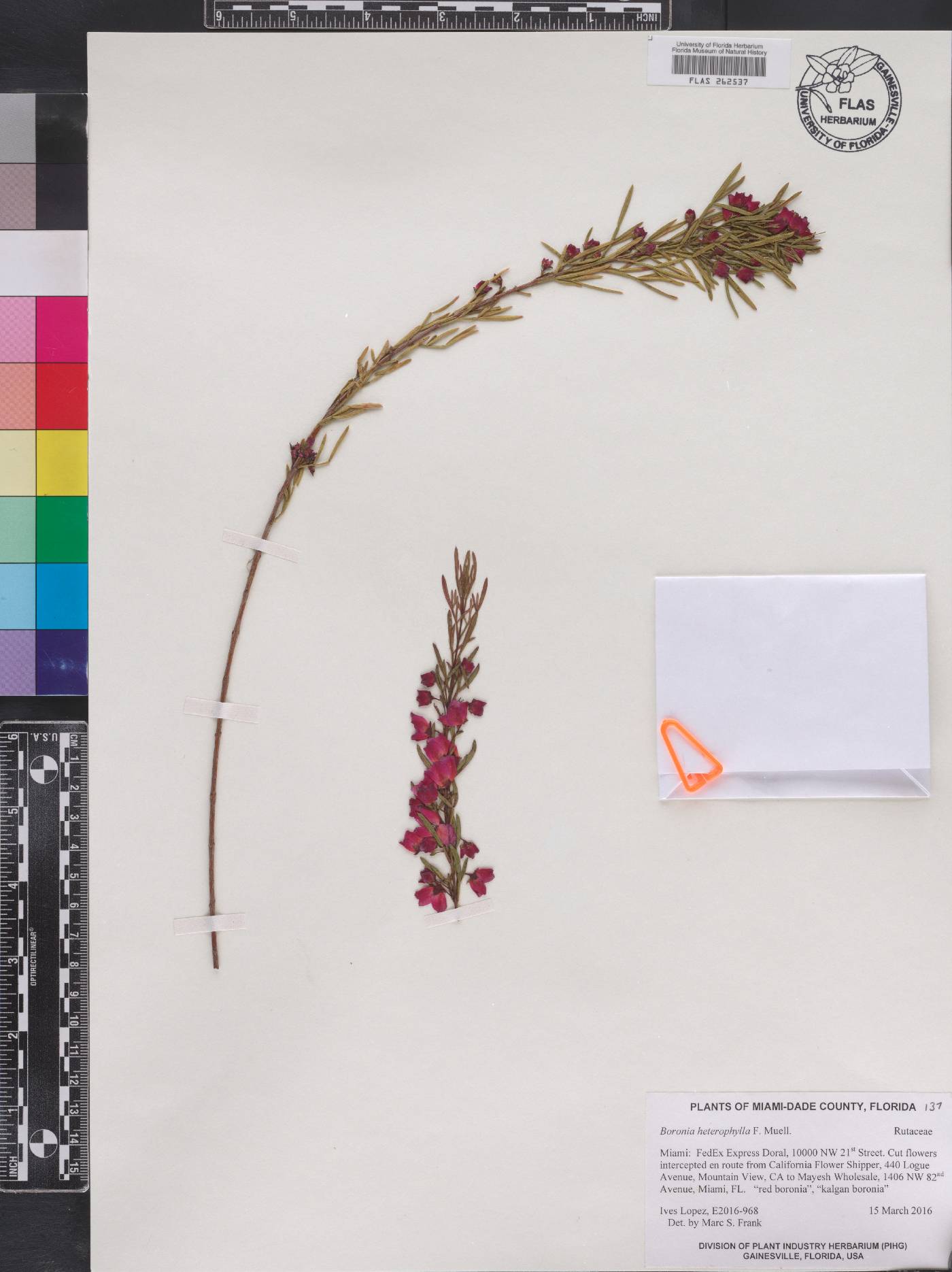 Boronia heterophylla image