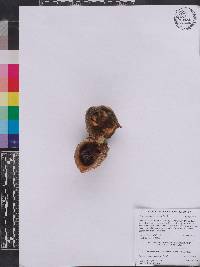 Tabernaemontana elegans image
