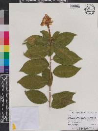 Brunfelsia lactea image