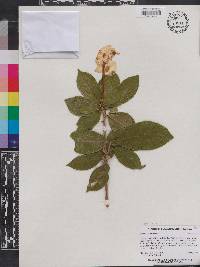 Brunfelsia lactea image