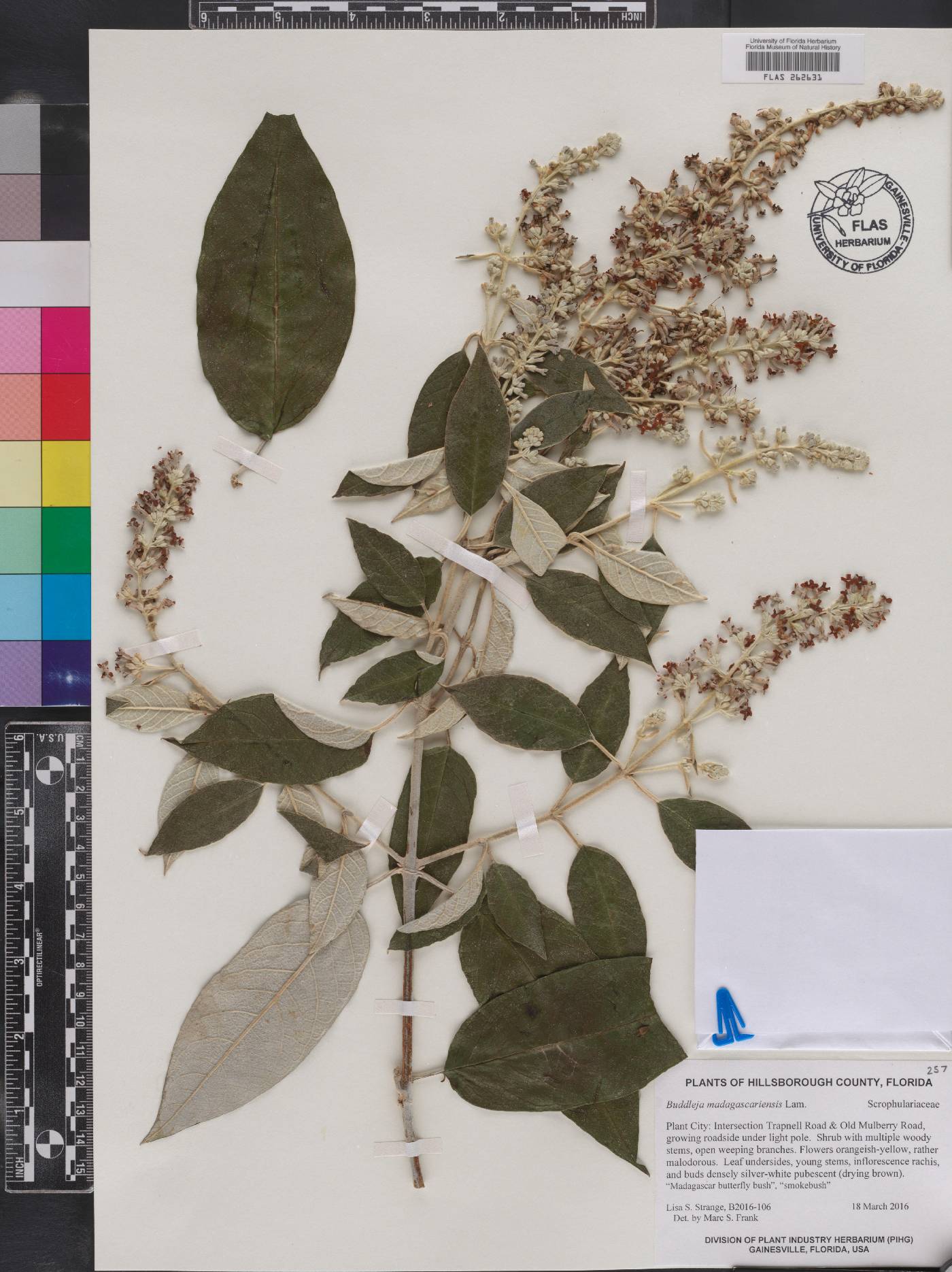 Buddleja madagascariensis image