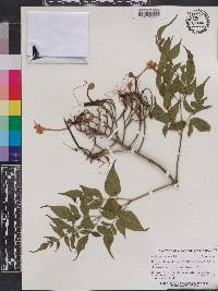 Millingtonia hortensis image