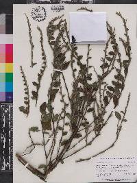 Hypoestes phyllostachya image