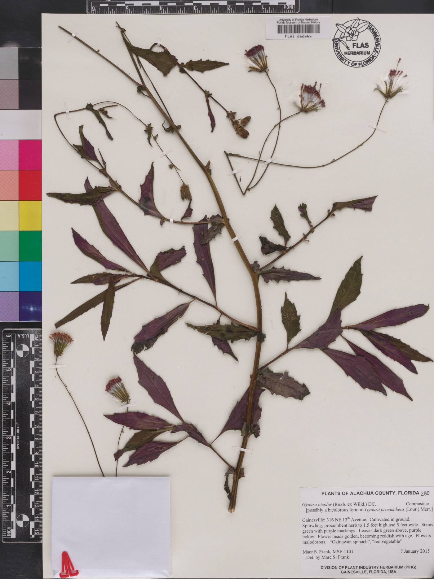 Gynura bicolor image