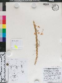 Lockhartia lepticaula image