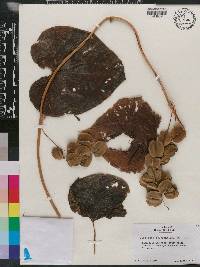 Dioscorea polygonoides image