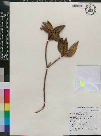 Miconia argentimuricata image