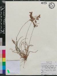 Fimbristylis dichotoma image