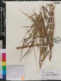 Heteropogon melanocarpus image