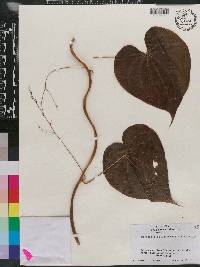 Dioscorea polygonoides image