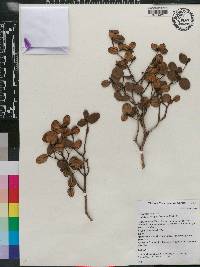 Miconia lutgardae image