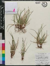 Carex tonsa image