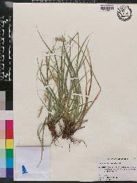 Carex cherokeensis image