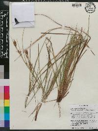 Carex polystachya var. bartlettii image