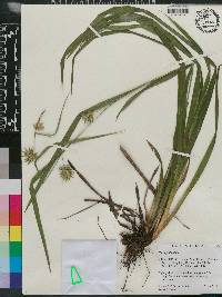 Carex folliculata image