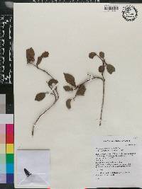 Ossaea pauciflora image