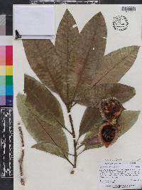 Tabernaemontana elegans image