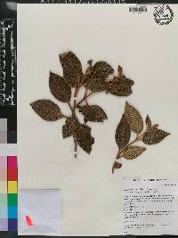Miconia argentimuricata image