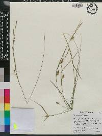 Carex conoidea image