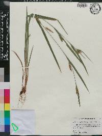 Carex flaccosperma image