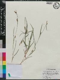 Carex flaccosperma image